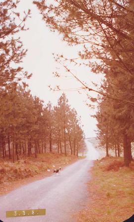 Fotografía de la carretera de Arteta